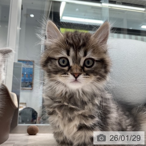 サイベリアンの写真