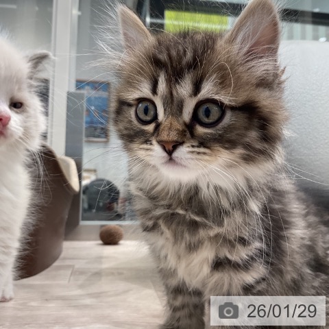 サイベリアンの写真