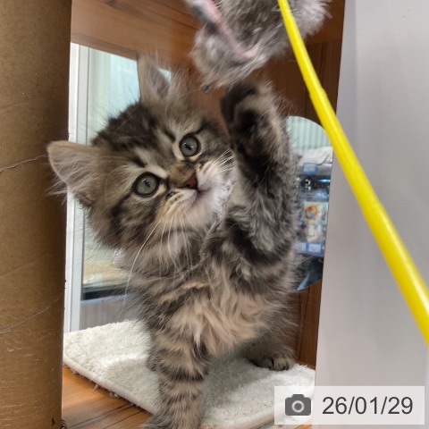 サイベリアンの写真