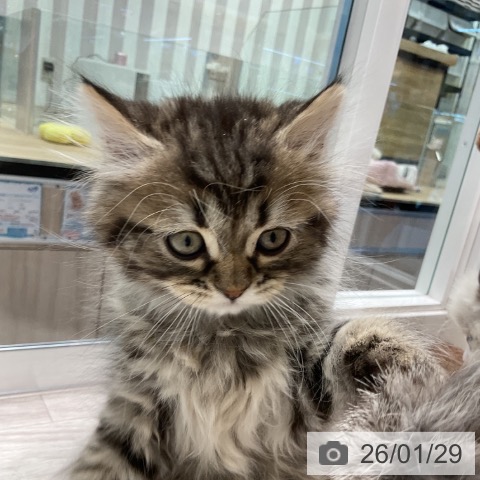 サイベリアンの写真