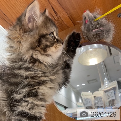 神奈川県のサイベリアン (ペットプラス 武蔵小杉店/2025年11月20日生まれ/男の子/ブラウンタビー)の子猫の3枚目の画像