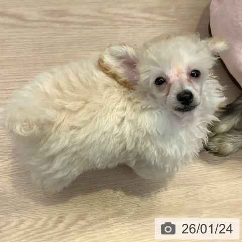 千葉県のトイプードル(トイ) (ペットプラス 幕張新都心店/2025年11月19日生まれ/女の子/ホワイト)の子犬の3枚目の画像