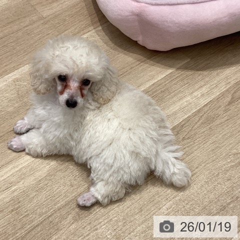 群馬県のトイプードル(トイ) (ペットプラス イオンモール太田店/2025年11月19日生まれ/女の子/ホワイト)の子犬の4枚目の画像