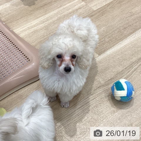 群馬県のトイプードル(トイ) (ペットプラス イオンモール太田店/2025年11月19日生まれ/女の子/ホワイト)の子犬の3枚目の画像