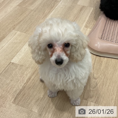群馬県のトイプードル(トイ) (ペットプラス イオンモール太田店/2025年11月19日生まれ/女の子/ホワイト)の子犬の3枚目の画像