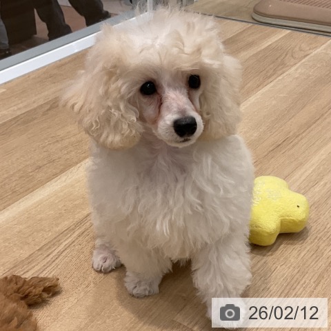 群馬県のトイプードル(トイ) (ペットプラス イオンモール太田店/2025年11月19日生まれ/女の子/ホワイト)の子犬の3枚目の画像