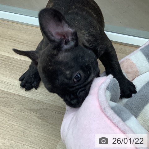 東京都のフレンチブルドッグ (ペットプラス 日の出店/2025年11月21日生まれ/男の子/ブリンドル)の子犬の4枚目の画像