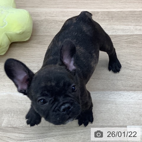東京都のフレンチブルドッグ (ペットプラス 日の出店/2025年11月21日生まれ/男の子/ブリンドル)の子犬の3枚目の画像