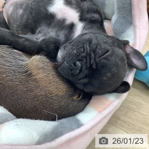 東京都のフレンチブルドッグ (ペットプラス 日の出店/2025年11月21日生まれ/男の子/ブリンドル)の子犬の3枚目の画像