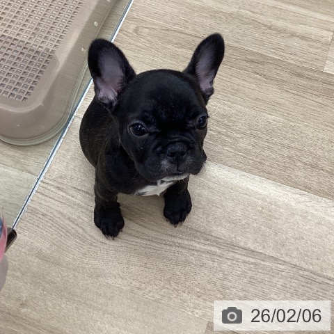 東京都のフレンチブルドッグ (ペットプラス むさし村山店/2025年11月21日生まれ/女の子/ブリンドル)の子犬の3枚目の画像