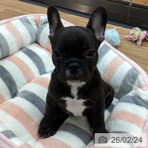 東京都のフレンチブルドッグ (ペッツワン 青梅インター店/2025年11月21日生まれ/女の子/ブリンドル)の子犬の4枚目の画像