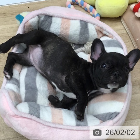 東京都のフレンチブルドッグ (ペッツワン 青梅インター店/2025年11月21日生まれ/女の子/ブリンドル)の子犬の3枚目の画像
