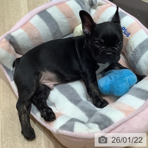 埼玉県のフレンチブルドッグ (ペットプラス ららぽーと富士見店/2025年11月21日生まれ/男の子/ブリンドル)の子犬の3枚目の画像