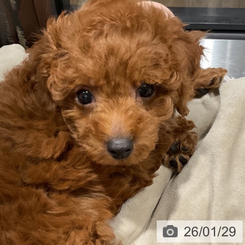 埼玉県のトイプードル(トイ) (ペットプラス コクーンシティ店/2025年11月21日生まれ/女の子/レッド)の子犬の4枚目の画像