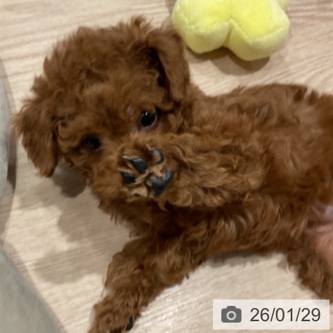 埼玉県のトイプードル(トイ) (ペットプラス コクーンシティ店/2025年11月21日生まれ/女の子/レッド)の子犬の3枚目の画像