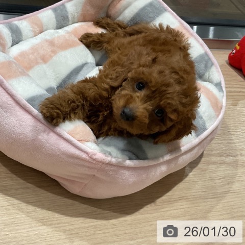 埼玉県のトイプードル(トイ) (ペットプラス コクーンシティ店/2025年11月21日生まれ/女の子/レッド)の子犬の4枚目の画像
