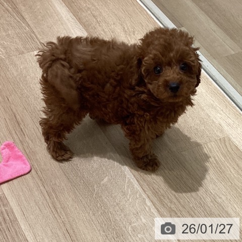 長野県のトイプードル(トイ) (ペットプラス 須坂店/2025年11月21日生まれ/女の子/レッド)の子犬の4枚目の画像