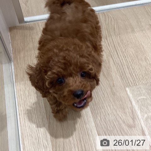 長野県のトイプードル(トイ) (ペットプラス 須坂店/2025年11月21日生まれ/女の子/レッド)の子犬の3枚目の画像