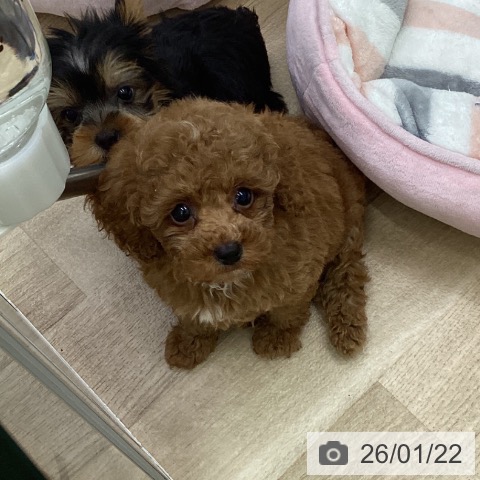 福島県のトイプードル(トイ) (ペットプラス 福島店/2025年11月21日生まれ/男の子/レッド)の子犬の4枚目の画像