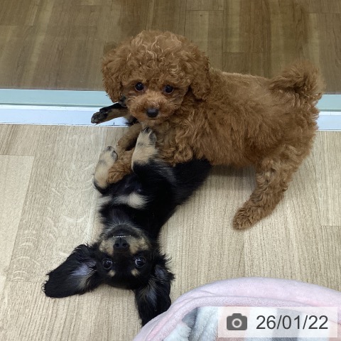 福島県のトイプードル(トイ) (ペットプラス 福島店/2025年11月21日生まれ/男の子/レッド)の子犬の3枚目の画像