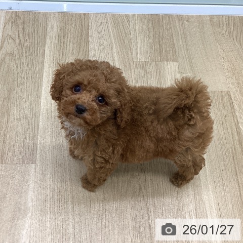 福島県のトイプードル(トイ) (ペットプラス 福島店/2025年11月21日生まれ/男の子/レッド)の子犬の4枚目の画像