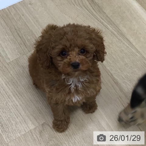 福島県のトイプードル(トイ) (ペットプラス 福島店/2025年11月21日生まれ/男の子/レッド)の子犬の3枚目の画像