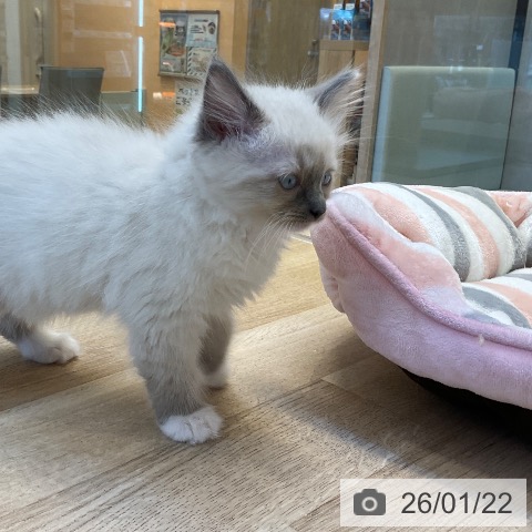 ラグドールの写真