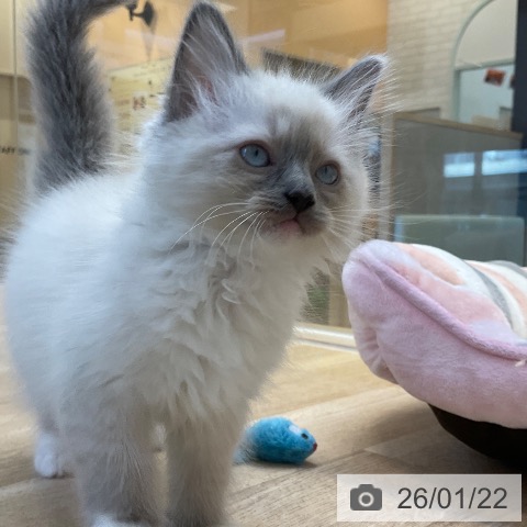 ラグドールの写真