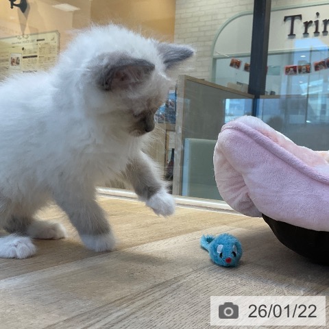 ラグドールの写真