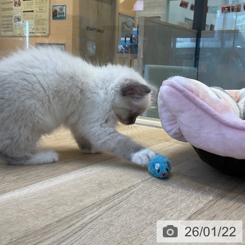 ラグドールの写真