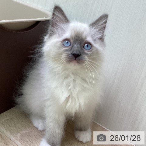 ラグドールの写真