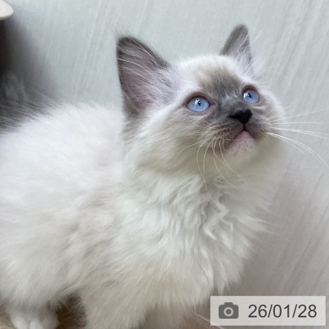 ラグドールの写真