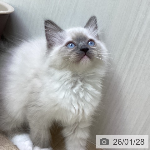 ラグドールの写真