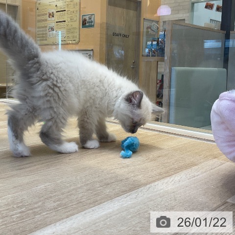 ラグドールの写真