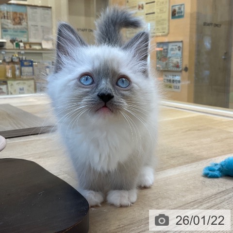 福岡県のラグドール (ペットプラス ららぽーと福岡店/2025年11月14日生まれ/女の子/ブルーポイントミテッド)の子猫の4枚目の画像