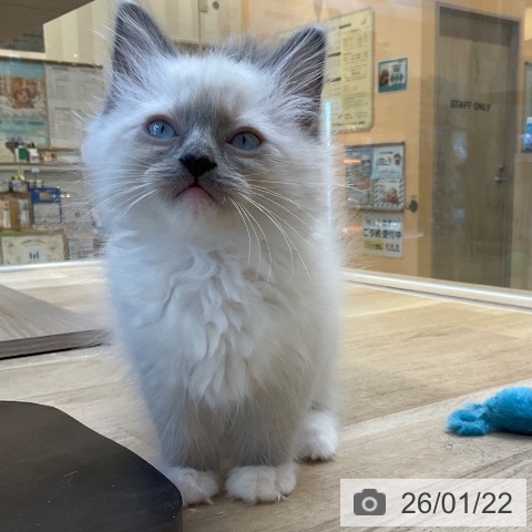 福岡県のラグドール (ペットプラス ららぽーと福岡店/2025年11月14日生まれ/女の子/ブルーポイントミテッド)の子猫の3枚目の画像
