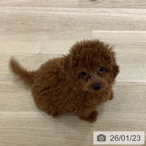 長野県のトイプードル(トイ) (ペットプラス 長野店/2025年11月16日生まれ/男の子/レッド)の子犬の4枚目の画像