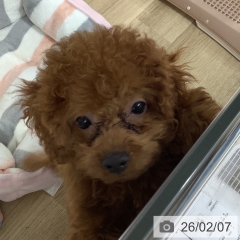 長野県のトイプードル(トイ) (ペットプラス 長野店/2025年11月16日生まれ/男の子/レッド)の子犬の4枚目の画像