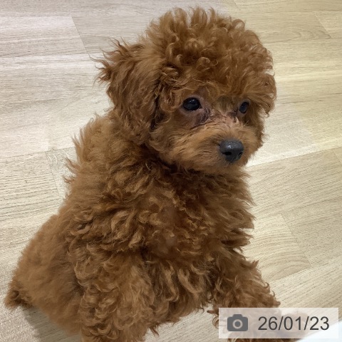 長野県のトイプードル(トイ) (ペットプラス 長野店/2025年11月16日生まれ/男の子/レッド)の子犬の3枚目の画像