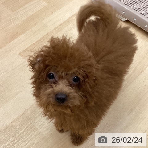 長野県のトイプードル(トイ) (ペットプラス 松本店/2025年11月16日生まれ/男の子/レッド)の子犬の3枚目の画像