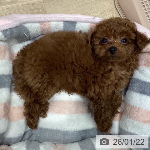 千葉県のトイプードル(トイ) (ペットプラス 木更津店/2025年11月20日生まれ/男の子/レッド)の子犬の4枚目の画像