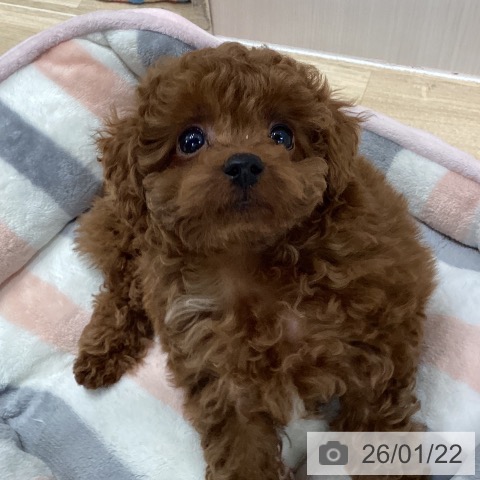 千葉県のトイプードル(トイ) (ペットプラス 木更津店/2025年11月20日生まれ/男の子/レッド)の子犬の3枚目の画像