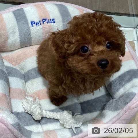 千葉県のトイプードル(トイ) (ペットプラス 木更津店/2025年11月20日生まれ/男の子/レッド)の子犬の4枚目の画像