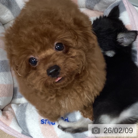 千葉県のトイプードル(トイ) (ペットプラス 木更津店/2025年11月20日生まれ/男の子/レッド)の子犬の4枚目の画像