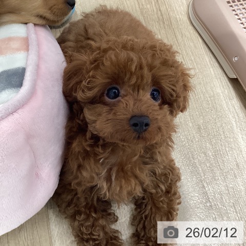 千葉県のトイプードル(トイ) (ペットプラス 木更津店/2025年11月20日生まれ/男の子/レッド)の子犬の4枚目の画像