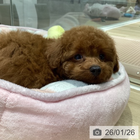 千葉県のトイプードル(トイ) (ペットプラス 木更津店/2025年11月20日生まれ/男の子/レッド)の子犬の3枚目の画像