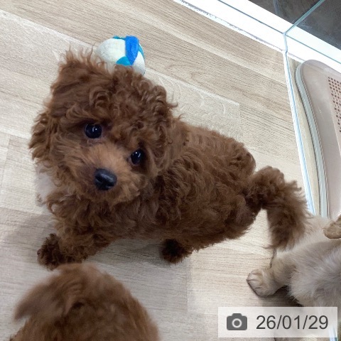 神奈川県のトイプードル(トイ) (ペットプラス 座間店/2025年11月20日生まれ/男の子/レッド)の子犬の3枚目の画像