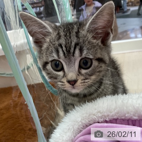 埼玉県のアメリカンショートヘアー (ペットプラス 浦和美園店/2025年11月21日生まれ/男の子/シルバータビー)の子猫の3枚目の画像