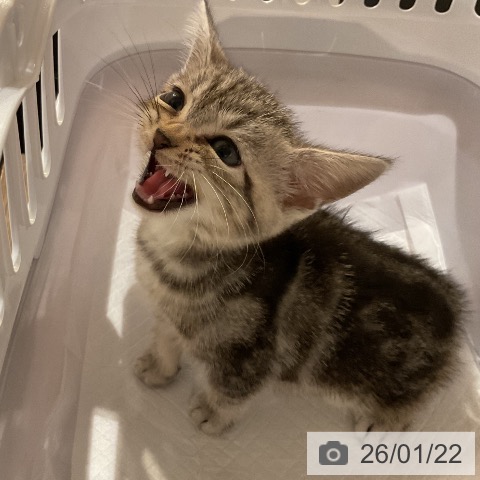 アメリカンショートヘアの写真