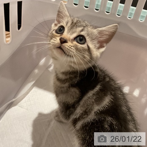 アメリカンショートヘアの写真